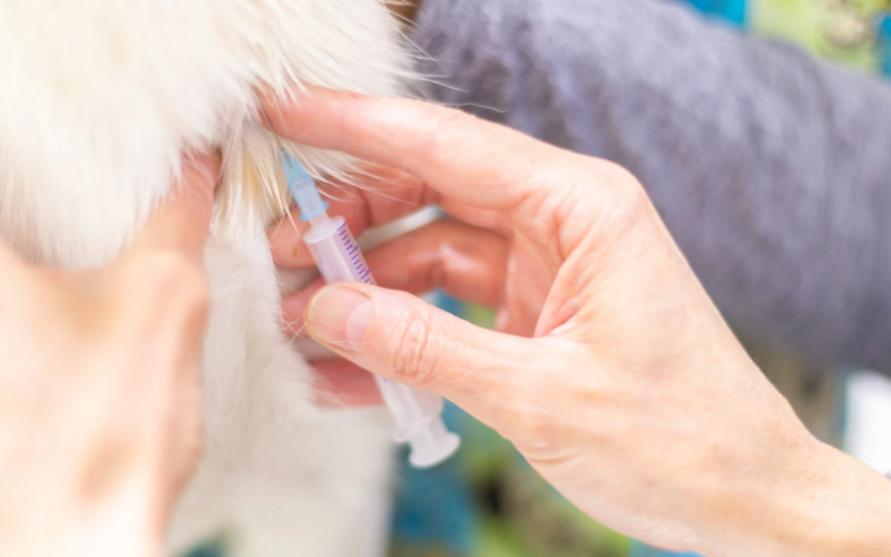 LES TORRES WEB SERVICIOS VACUNACIONES Y DESPARASITACIONES