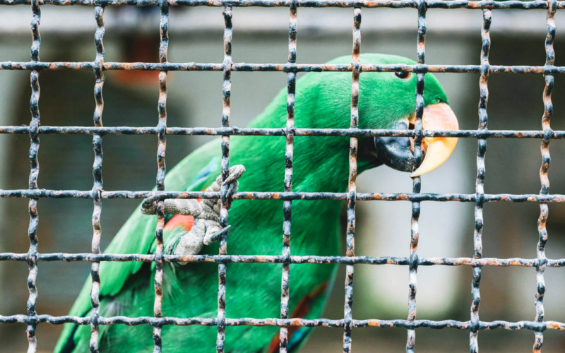 LES TORRES WEB SERVICIOS ANIMALES EXÓTICOS