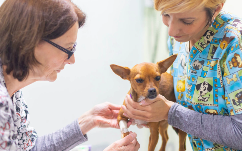 LES TORRES WEB SERVICIOS DERMATOLOGÍA