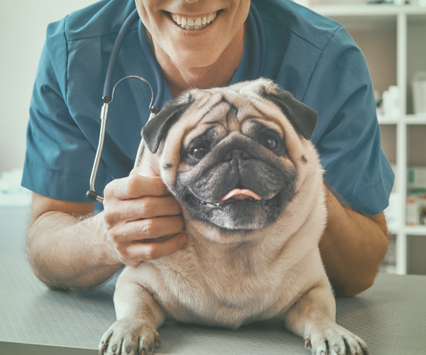 LES TORRES WEB EQUIPO