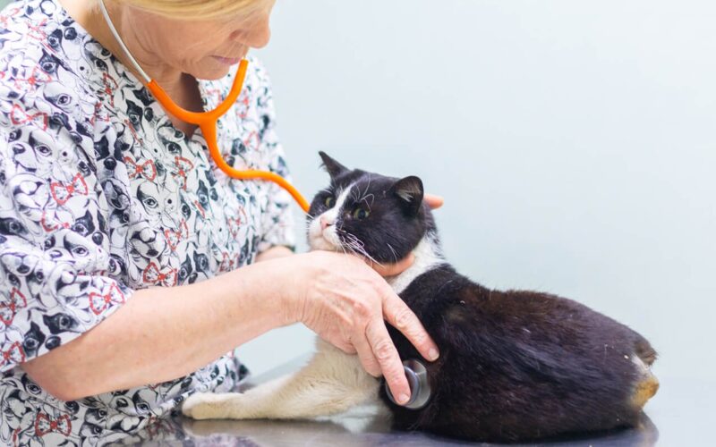 LES TORRES WEB SERVICIOS CONSULTAS MÉDICAS