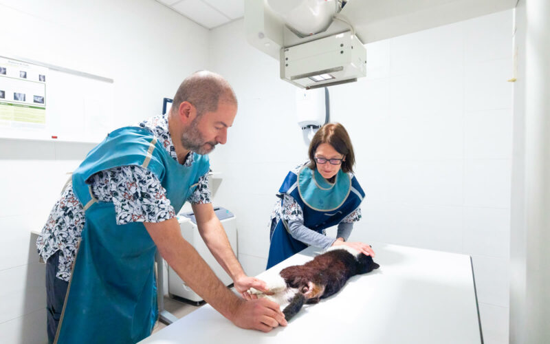 LES TORRES WEB SERVICIOS DIAGNÓSTICO POR IMÁGEN